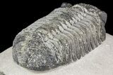 Drotops Trilobite With White Patina - Great Eyes! #153964-4